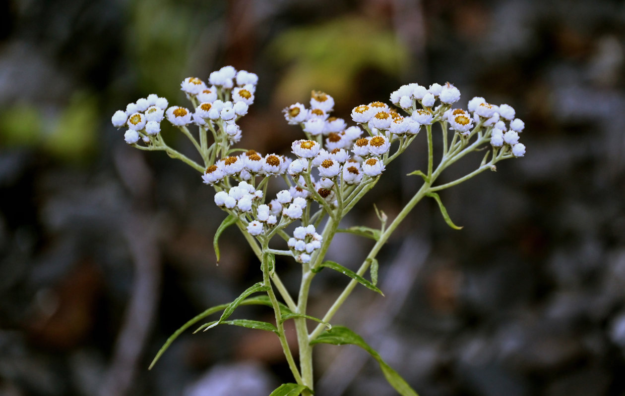 Image of Anaphalis margaritacea specimen.