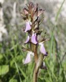 Anacamptis collina