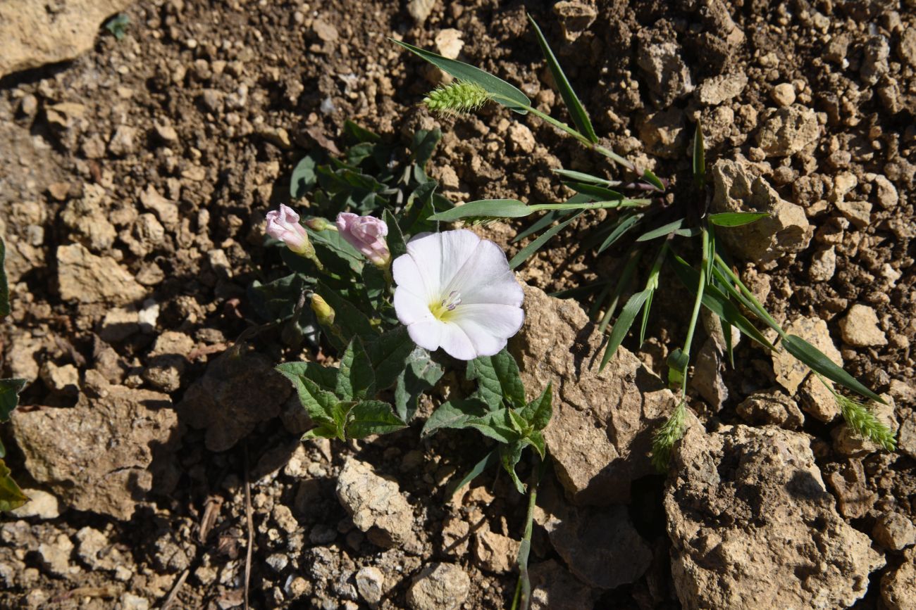 Image of Convolvulus arvensis specimen.