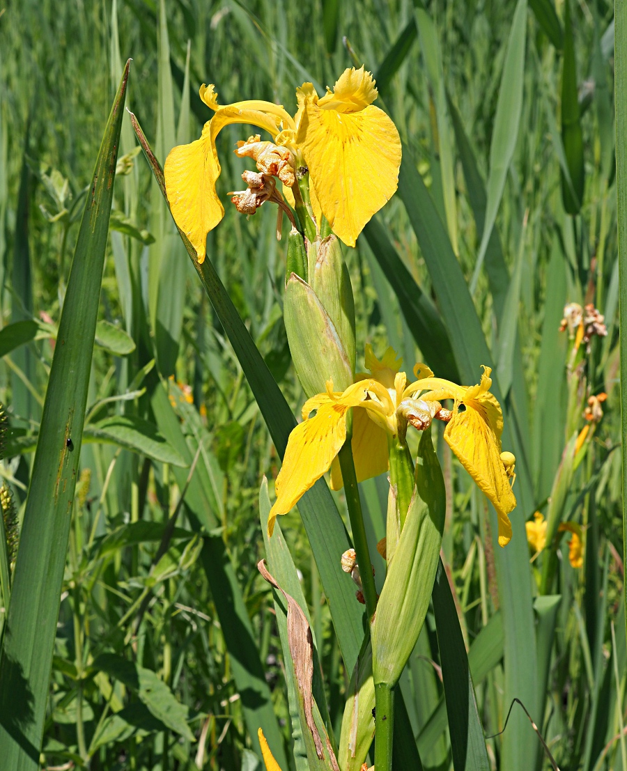 Image of Iris pseudacorus specimen.