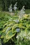 Hosta montana