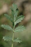 Potentilla supina