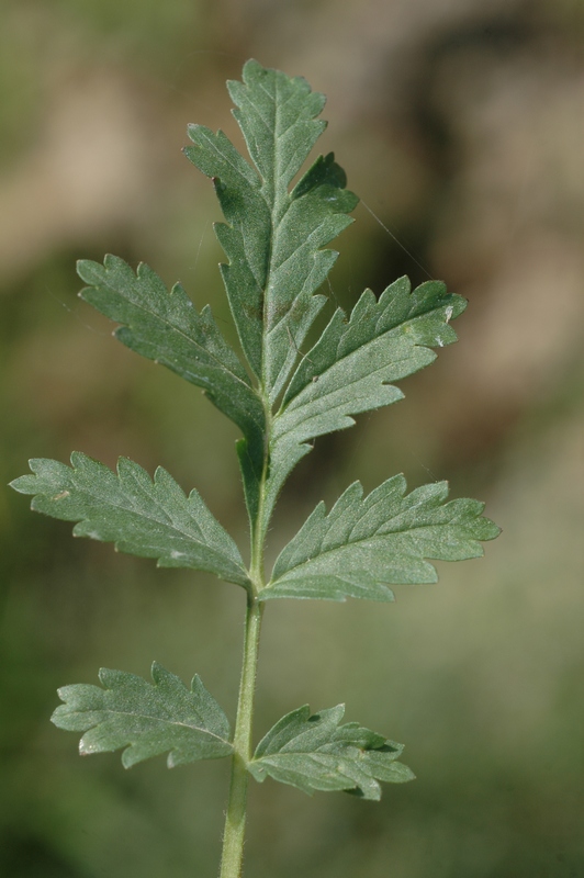 Изображение особи Potentilla supina.