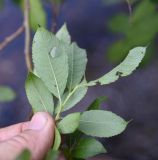 Salix myrsinifolia