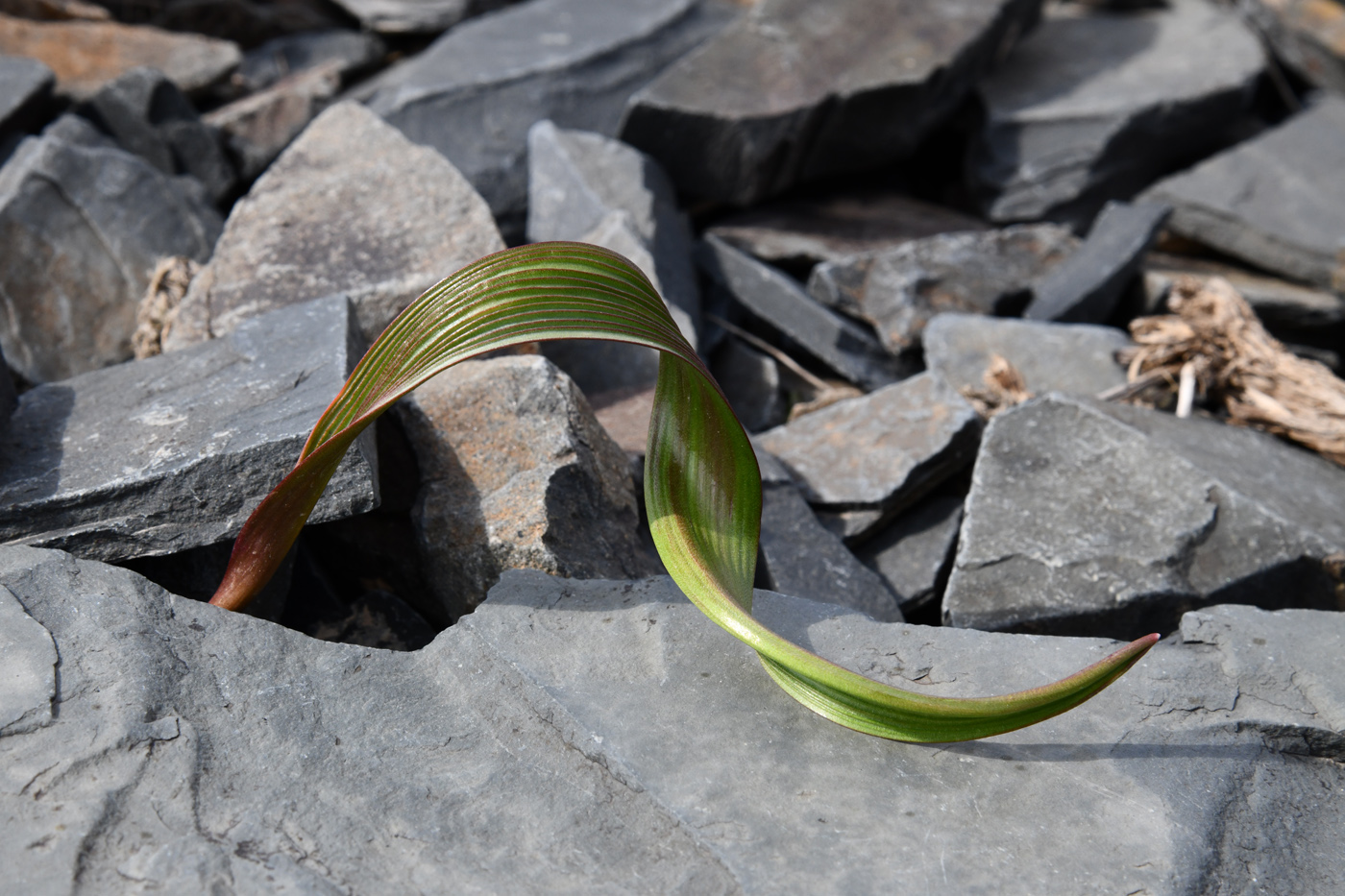 Image of Tulipa regelii specimen.