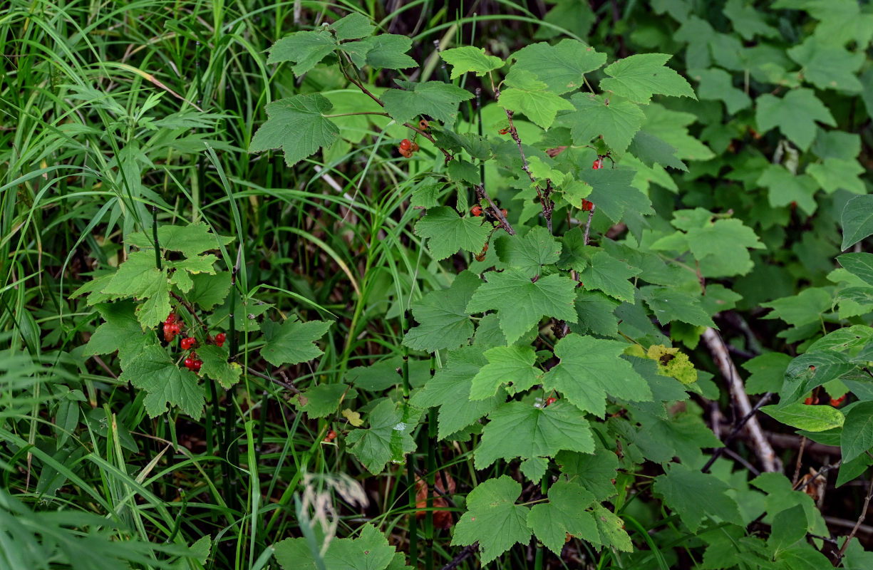 Изображение особи род Ribes.