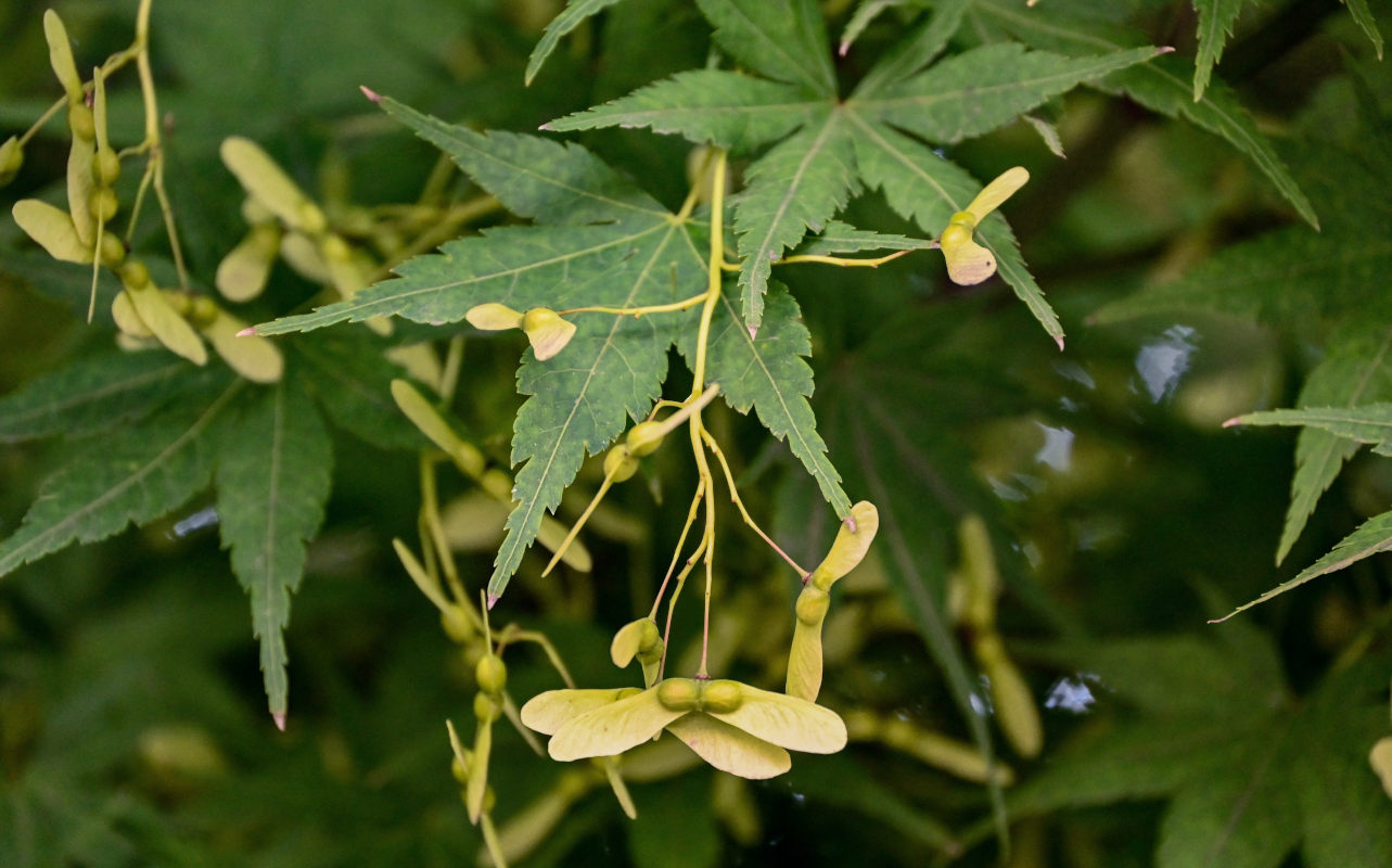 Изображение особи Acer palmatum.