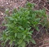 Myosotis sparsiflora