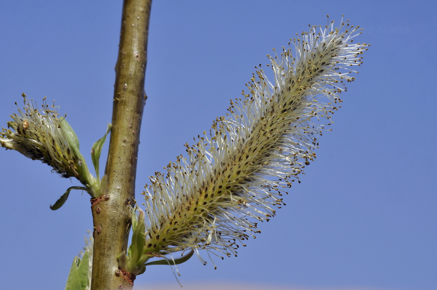 Изображение особи Salix siuzevii.
