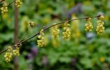 Corylopsis sinensis. Верхушка ветви с соцветиями. Москва, ботанический сад МГУ \"Аптекарский огород\", в культуре. 04.05.2021.