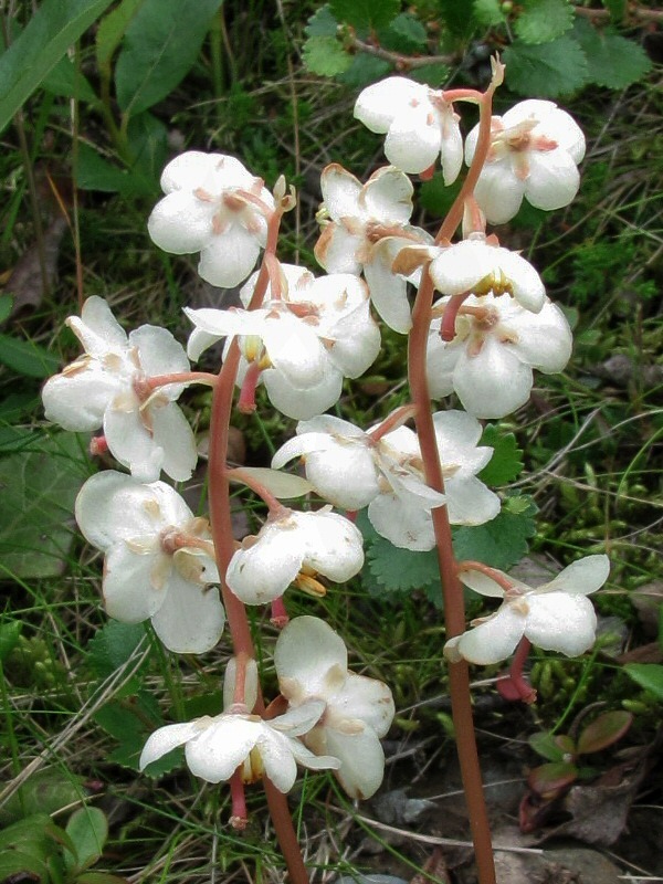 Изображение особи Pyrola grandiflora.