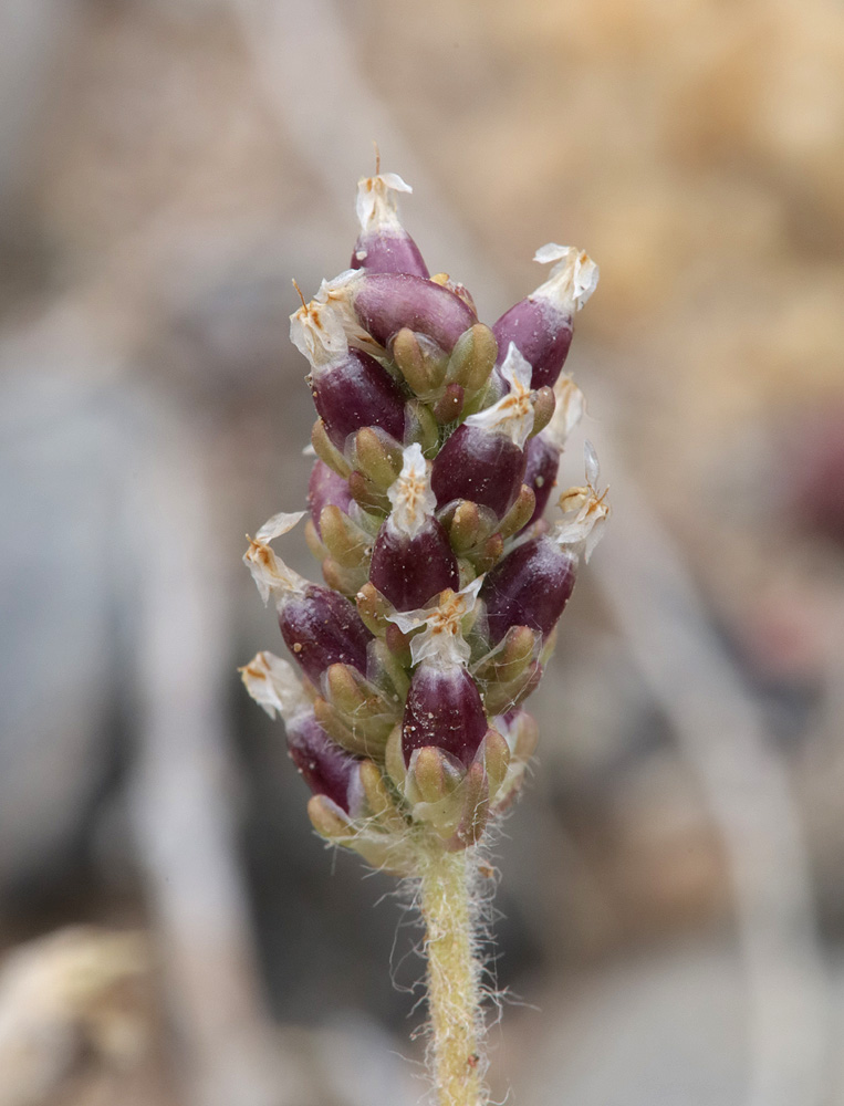 Изображение особи Plantago minuta.