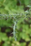 genus Carduus