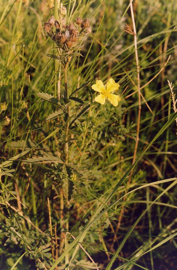 Изображение особи Potentilla recta.