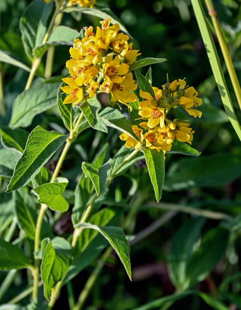 Image of Lysimachia vulgaris specimen.