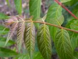 Ailanthus altissima
