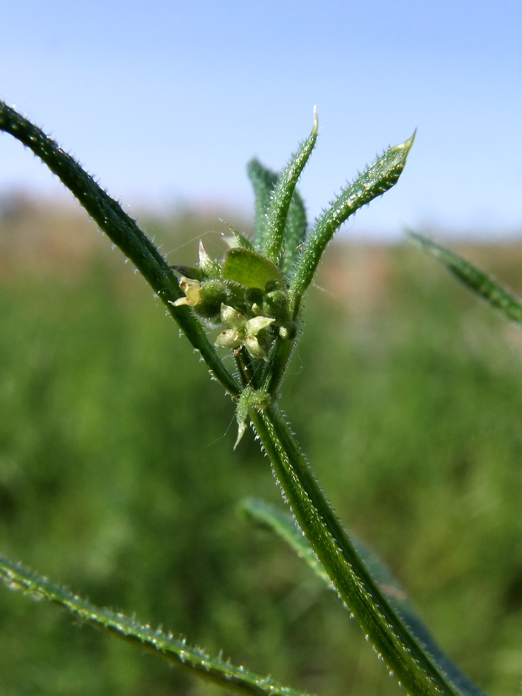 Изображение особи Galium vaillantii.
