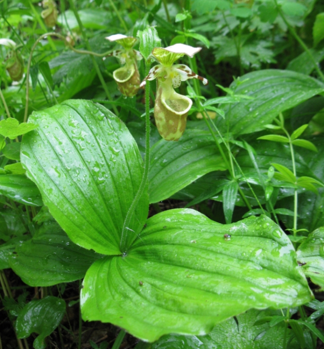 Изображение особи Cypripedium yatabeanum.