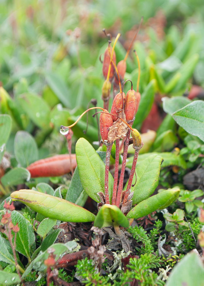 Image of Rhododendron aureum specimen.
