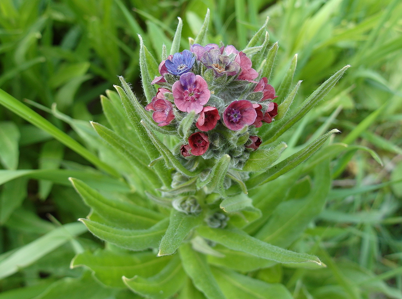 Изображение особи Cynoglossum officinale.