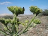 Zosima absinthifolia. Часть центрального зонтика с развивающимися плодами и странствующим муравьём. Казахстан, Мангистауская обл., Мангистауский р-н; горы Западного Каратау, ур. Кокала, щебенистый склон сев. экспозиции. 11 мая 2024 г.