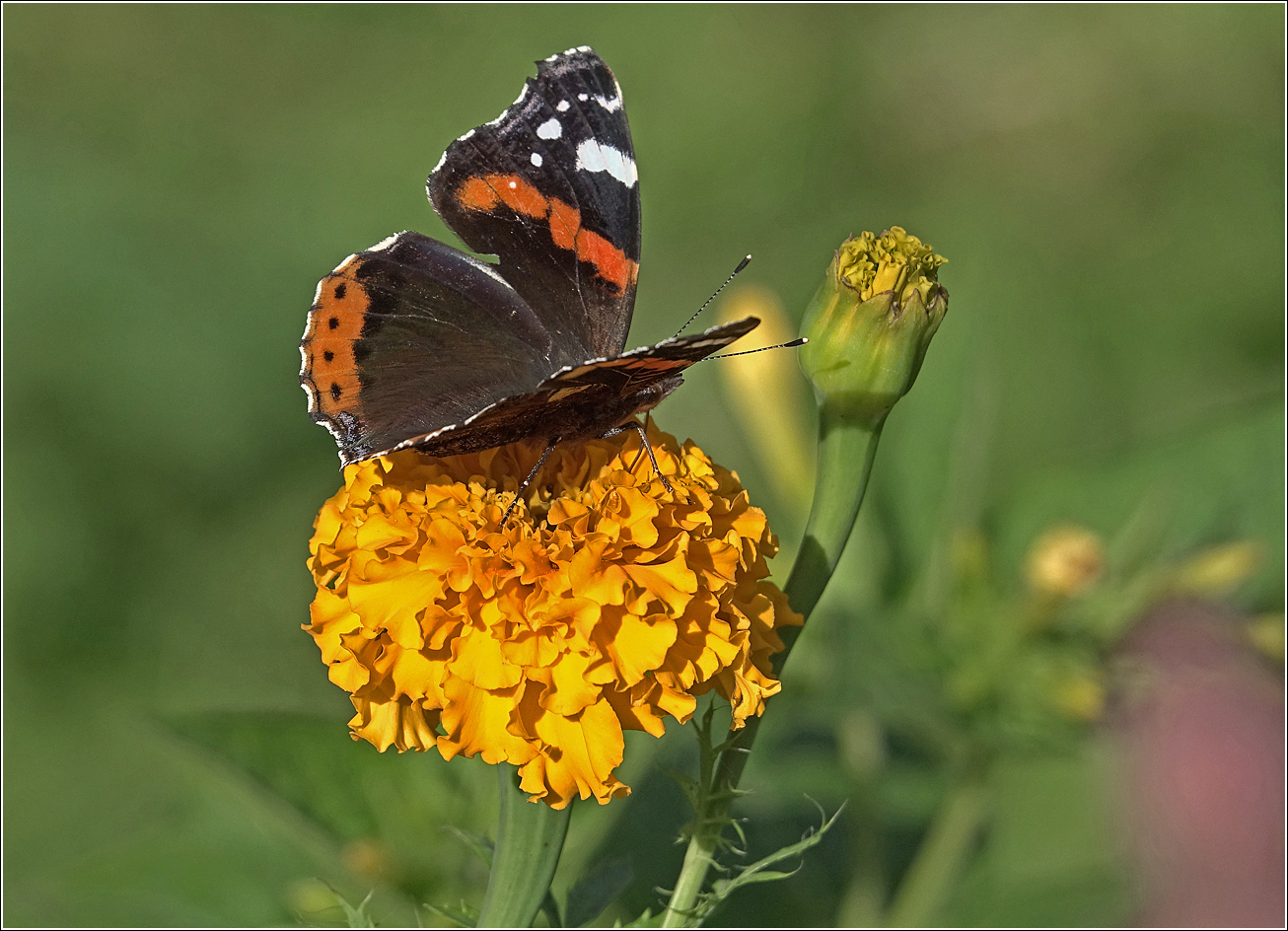 Изображение особи Tagetes erecta.