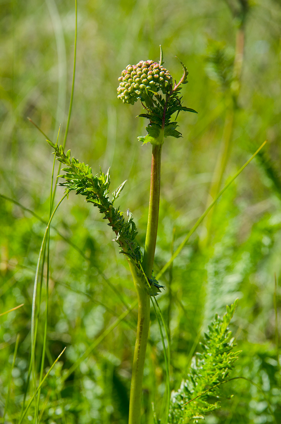 Изображение особи Filipendula vulgaris.