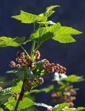 Ribes altissimum