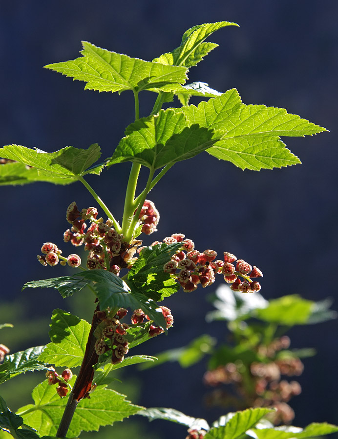 Изображение особи Ribes altissimum.