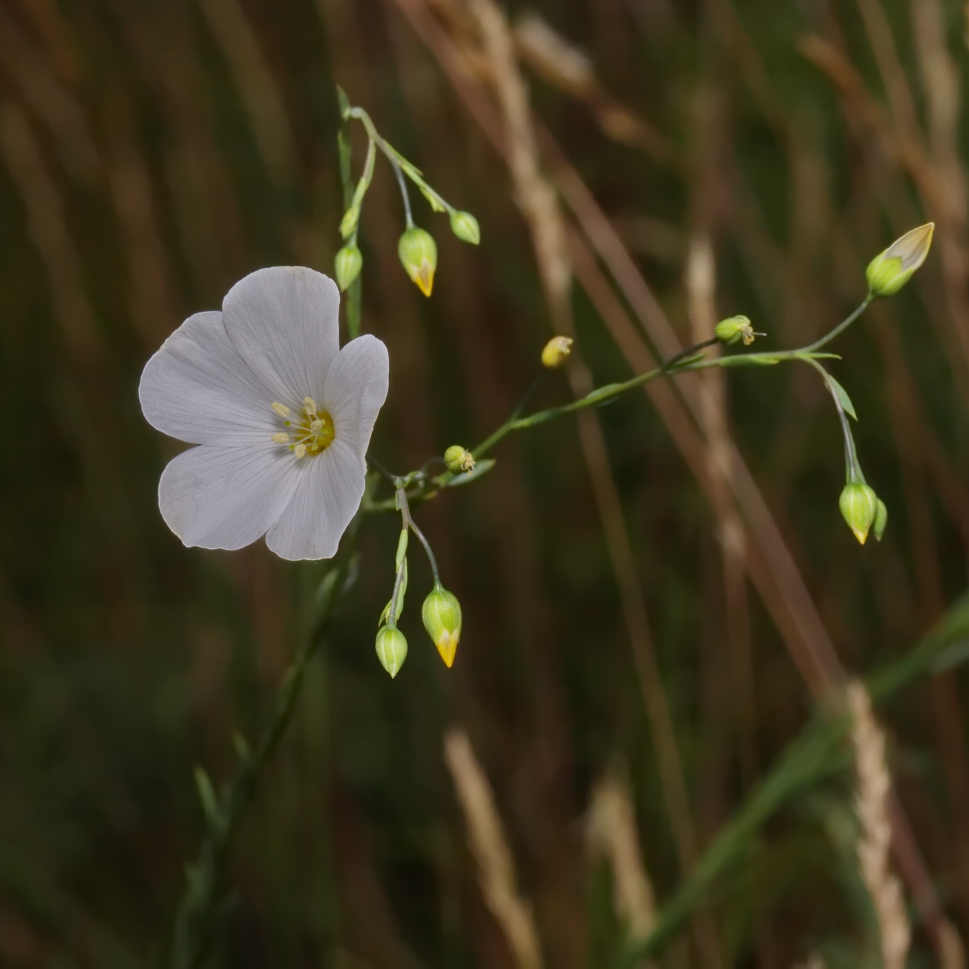 Image of Linum austriacum specimen.