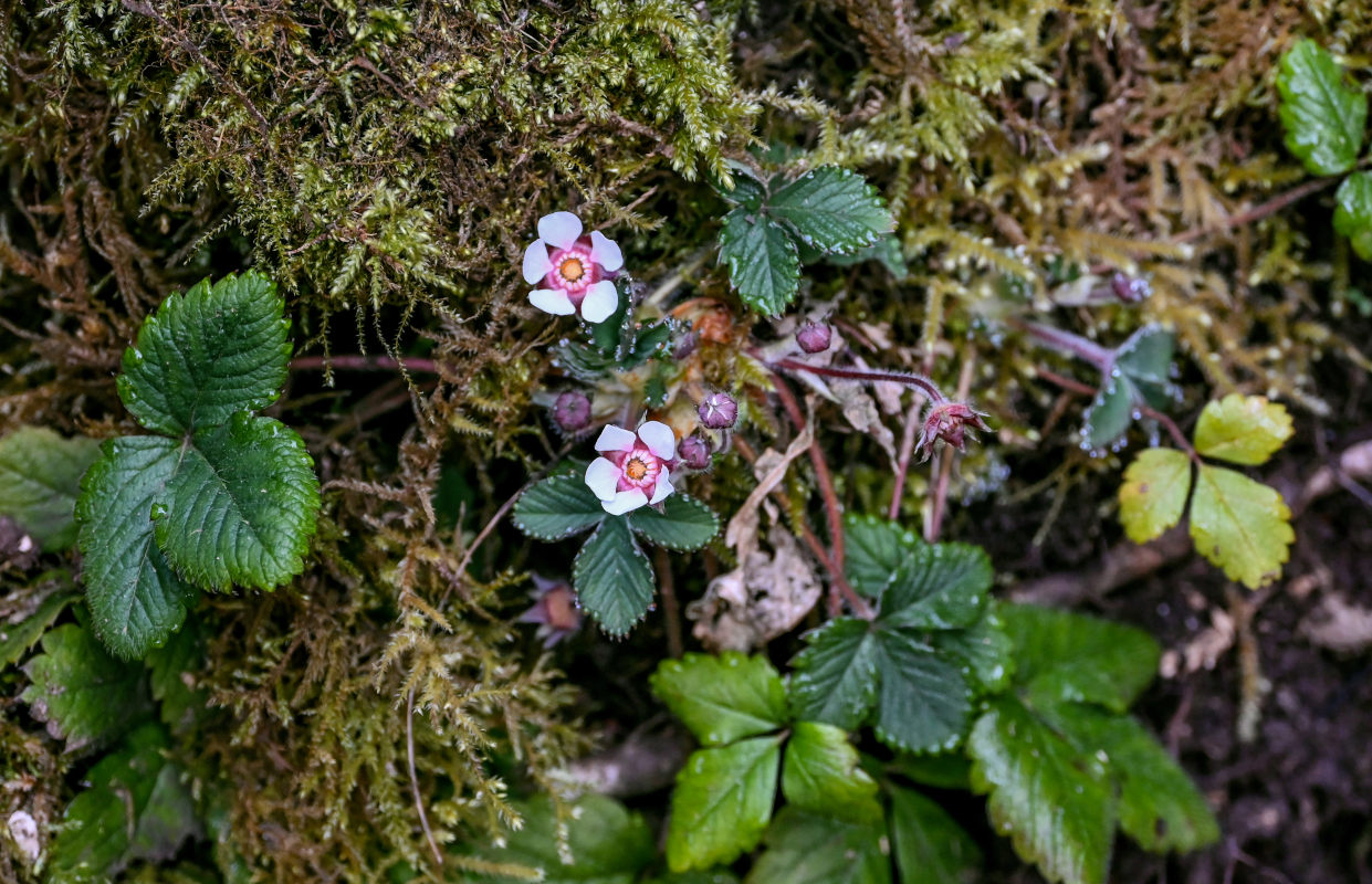 Image of Potentilla micrantha specimen.