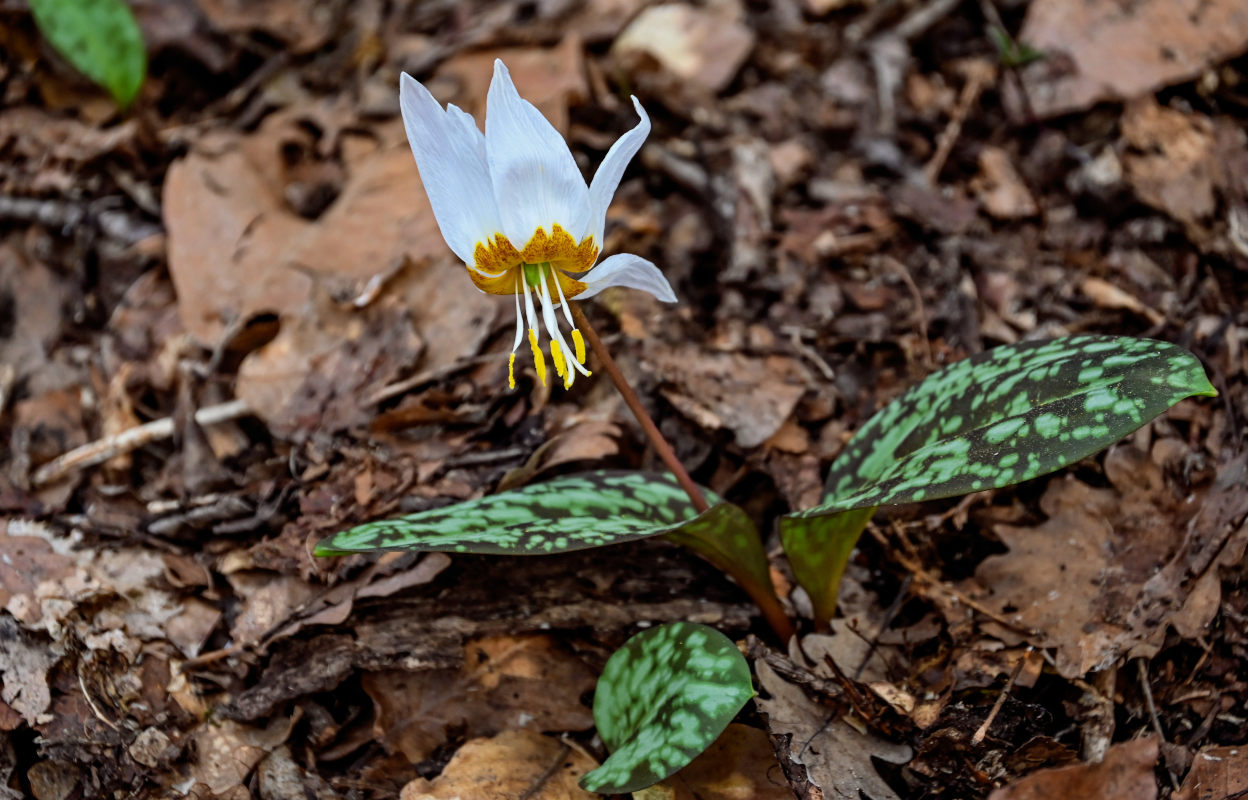 Изображение особи Erythronium caucasicum.