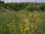 Anthemis tinctoria