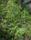 Pedicularis uralensis. Растение с развивающимися соцветиями. Пермский край, Кунгурский р-н, окр. с. Плехановское, ур. Спасская гора, берёзовая роща, распадок. 02.06.2025.
