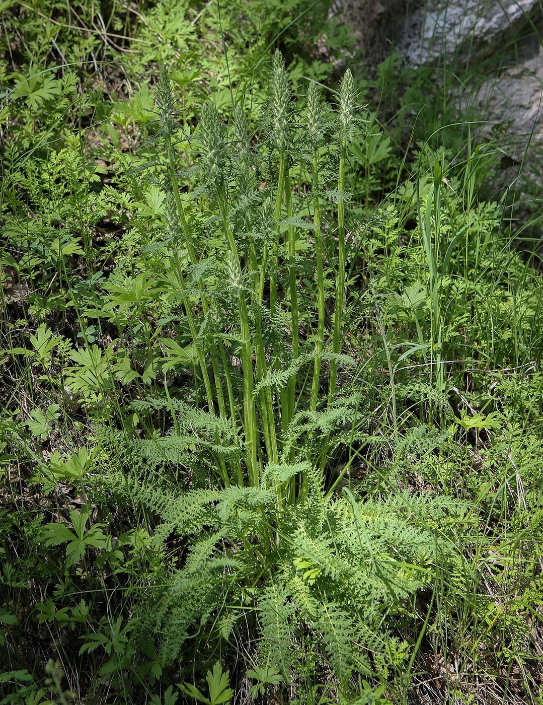 Изображение особи Pedicularis uralensis.