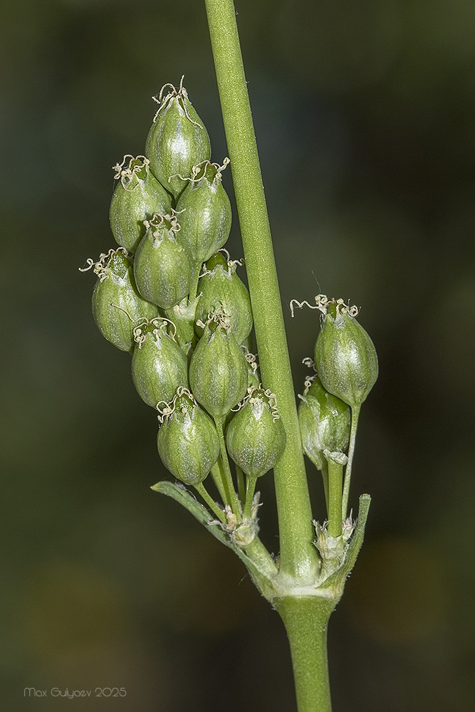 Image of Silene densiflora specimen.