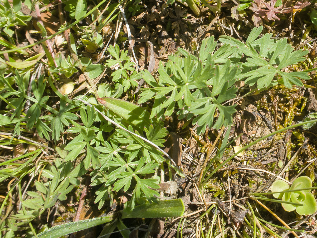 Image of Carum caucasicum specimen.