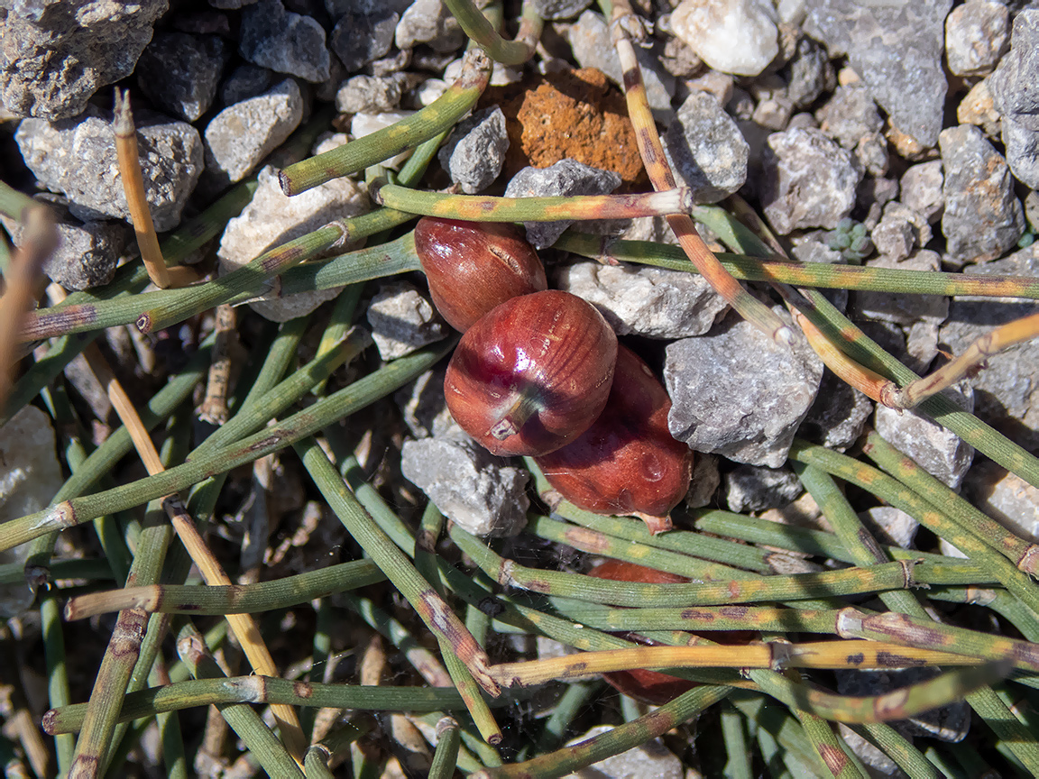 Image of Ephedra distachya specimen.