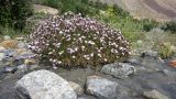 Acantholimon pamiricum. Цветущее растение. Таджикистан, Горно-Бадахшанская автономная обл., Рушанский р-н, хр. Северо-Аличурский, Ирхтские горы, Сарезское оз., Ирхтский залив, дол. р. Лянгар, выс. ≈ 3300 м н.у.м., ручей тающего ледника стекающий на каменистую надпойменную террасу. 8 июля 2025 г.