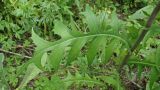 Lactuca serriola