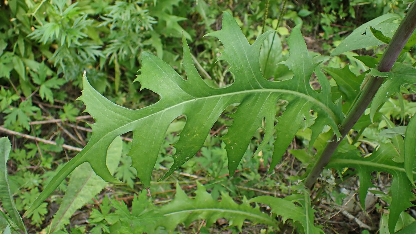 Изображение особи Lactuca serriola.