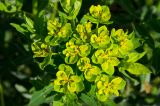 Euphorbia semivillosa. Соцветие с муравьем. Башкортостан, Кугарчинский р-н, окр. дер. Мурадымово, природный парк \"Мурадымовское ущелье\", разнотравный луг. 30 мая 2024 г.
