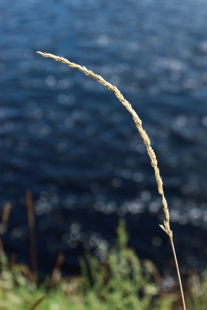 Изображение особи Phleum phleoides.