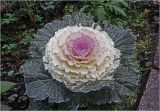 Brassica variety viridis