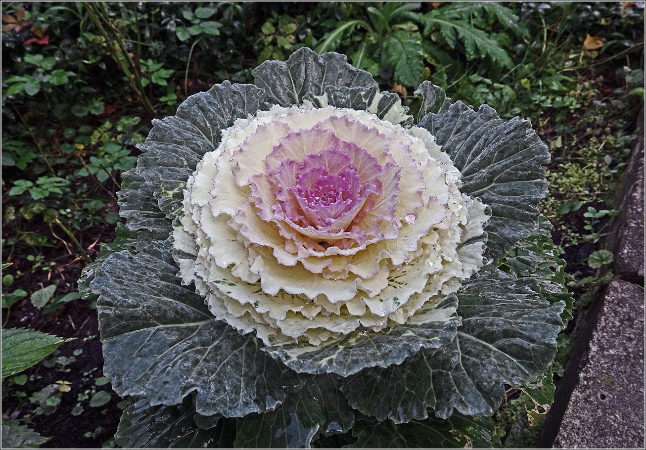 Image of Brassica oleracea var. viridis specimen.