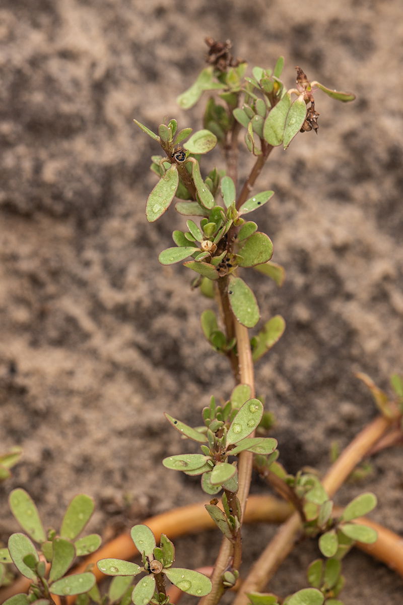 Изображение особи Portulaca oleracea.