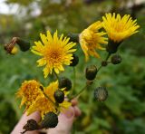 Sonchus arvensis ssp. uliginosus