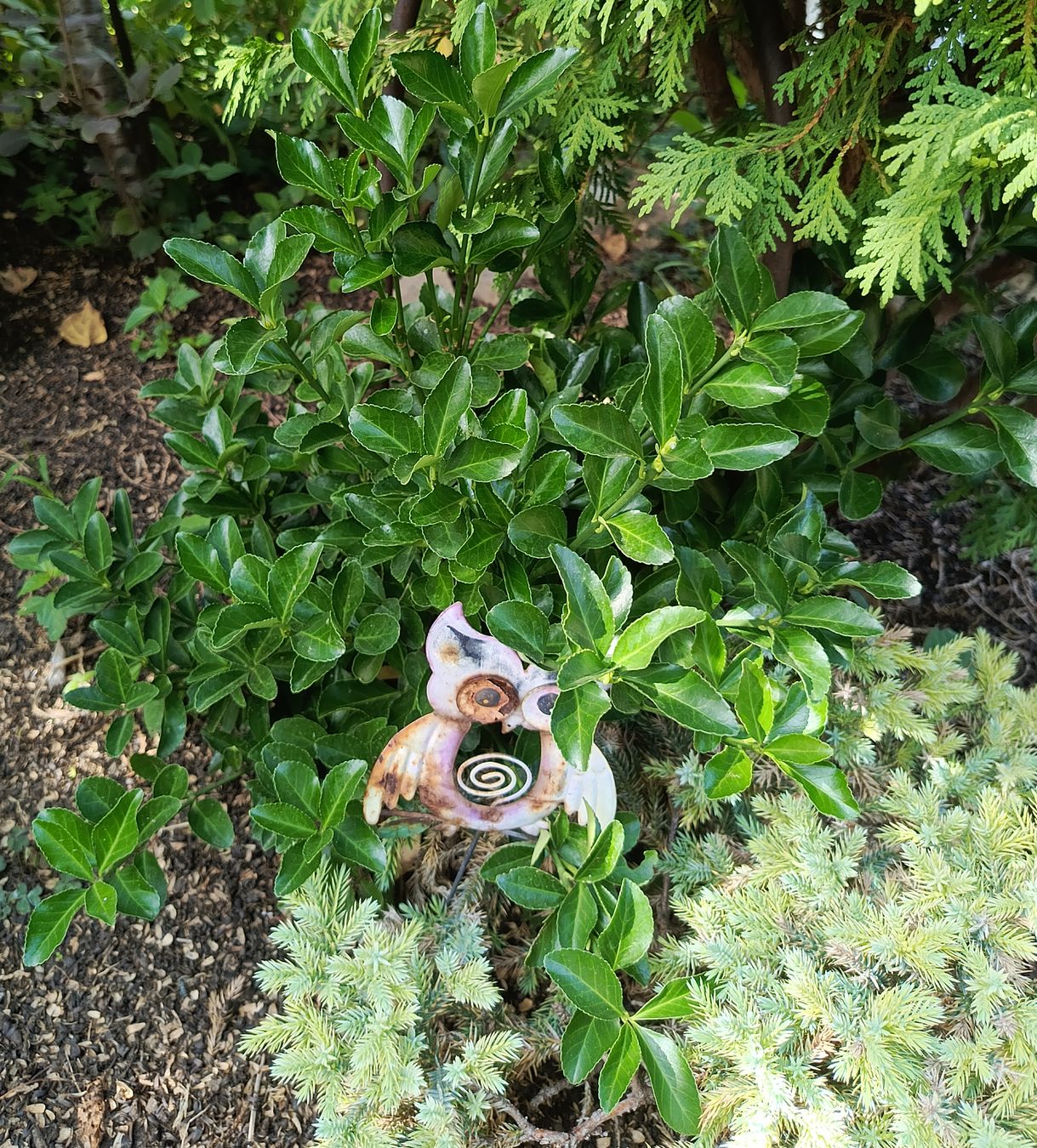 Изображение особи Euonymus japonicus.