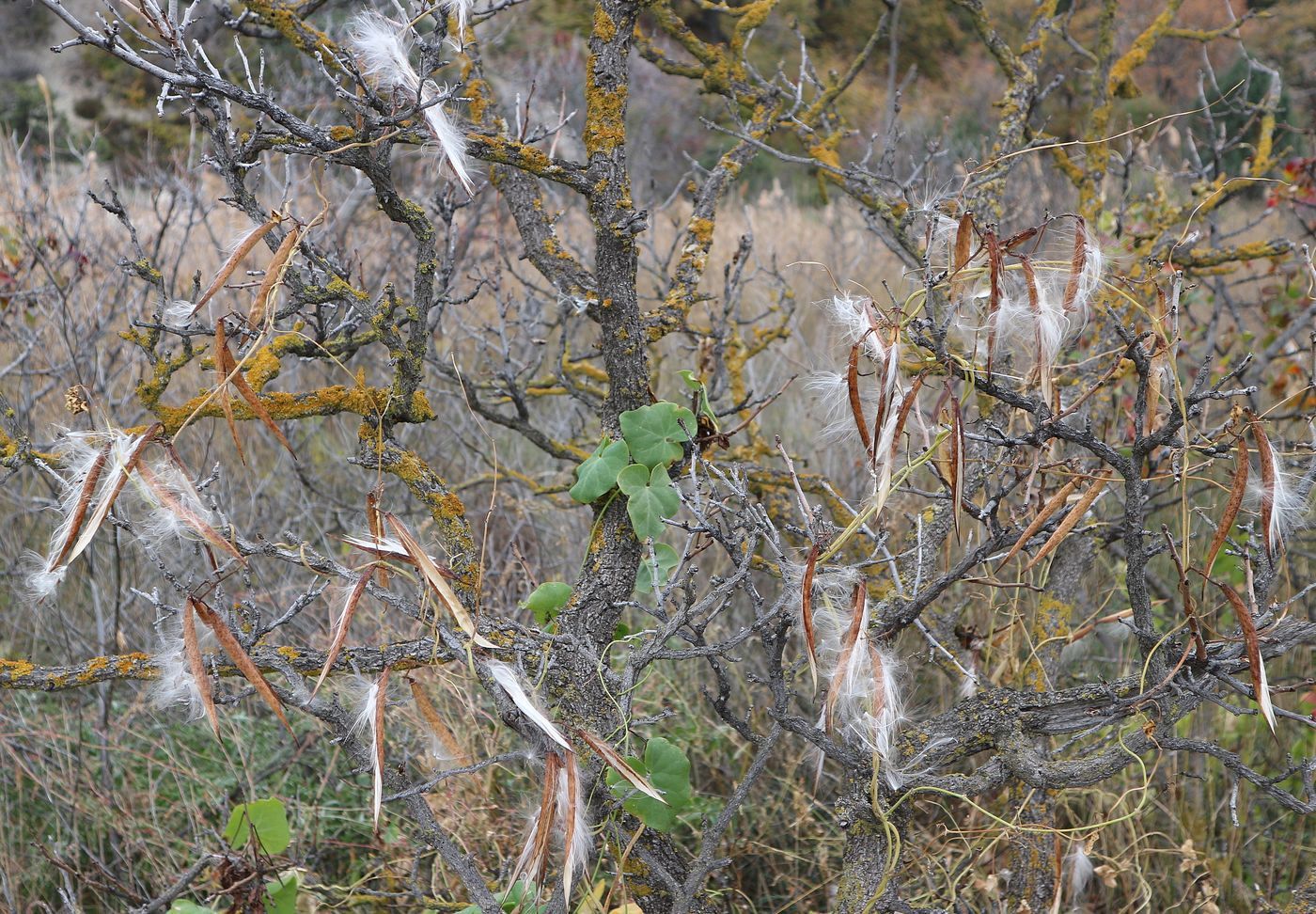 Image of Cynanchum acutum specimen.