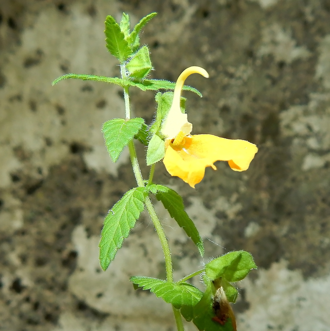 Изображение особи Rhynchocorys orientalis.